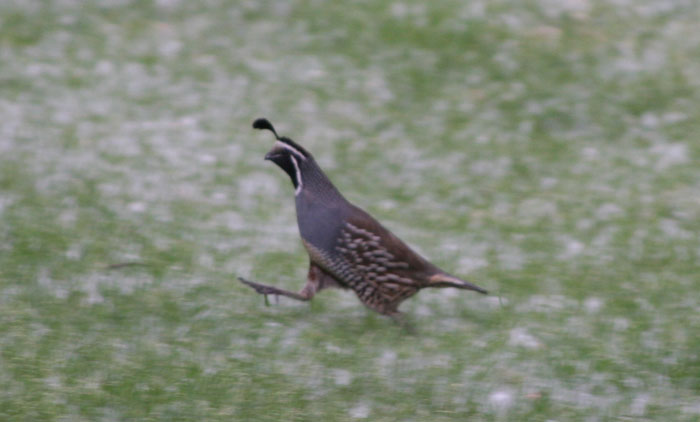 quail