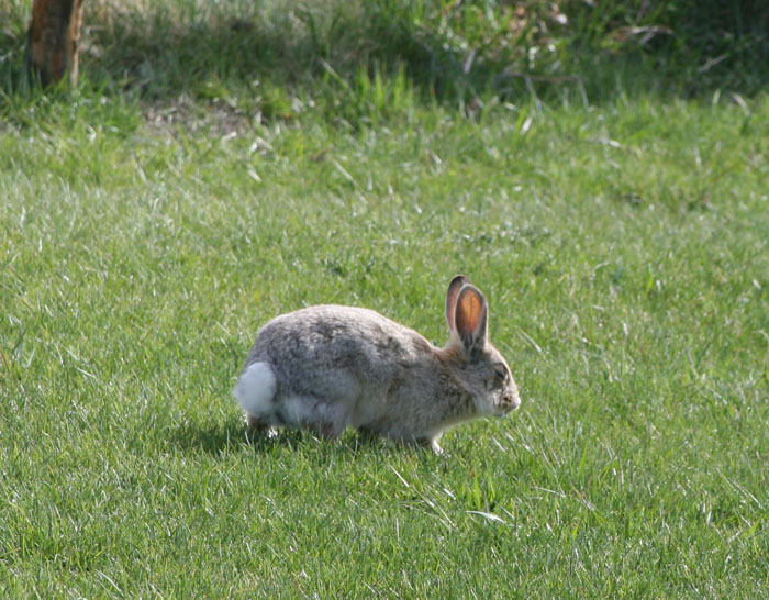 rabbit 4